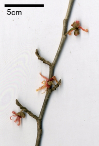 Hamamelis japonica Sieb. et Zucc. var. discolor Sugim. f. flavopurpurascens Rehder.