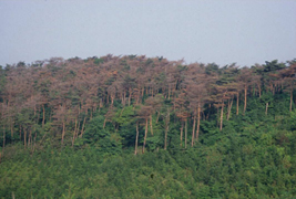 Pine Wilt Disease