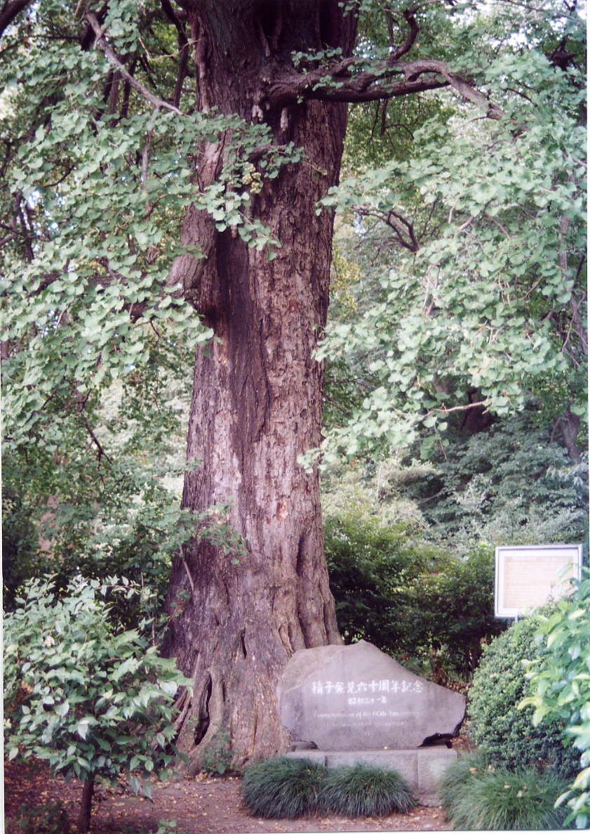 Gingko tree from which spermatozoid was found